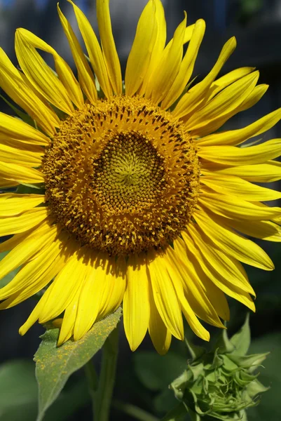 stock image Sunflower