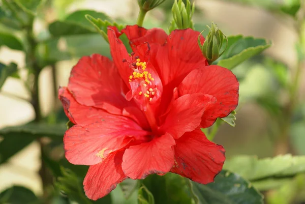 stock image Red Flower