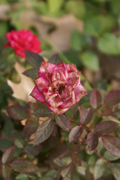 Winter Rose — Stock Photo, Image