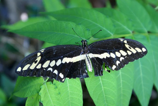 Mariposa negra — Foto de Stock