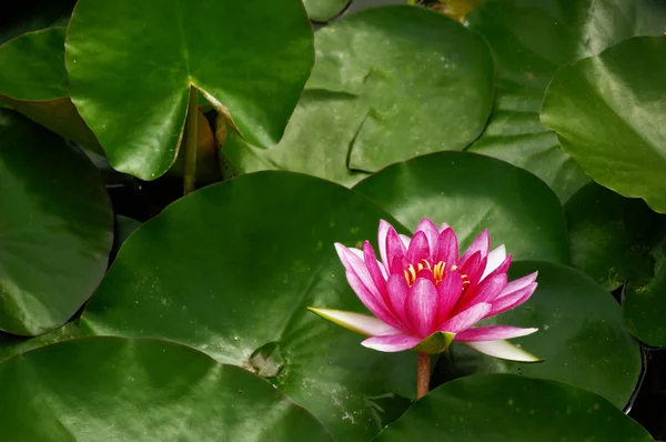 stock image Red lotus