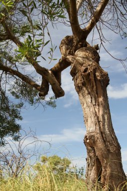 ARBOL DE SACRIFICIO