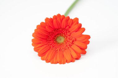 Yalnız kırmızı gerbera çiçek üzerinde beyaz izole