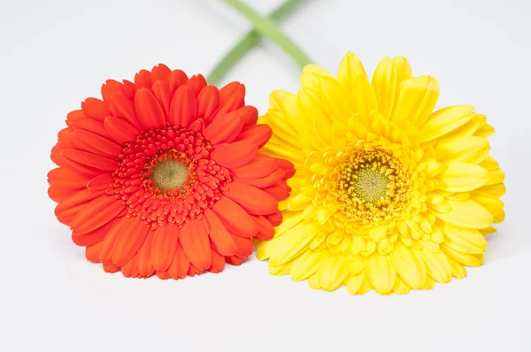 Couple of red and yellow gerbera flowers on white — Stock Photo, Image