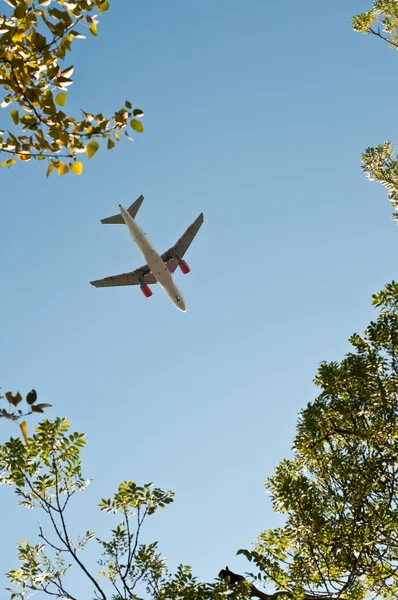 ağaçların arasında alınan inmek uçak