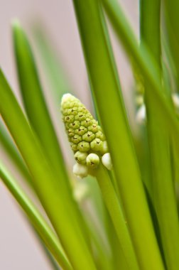 Muscari botryoides çiçek