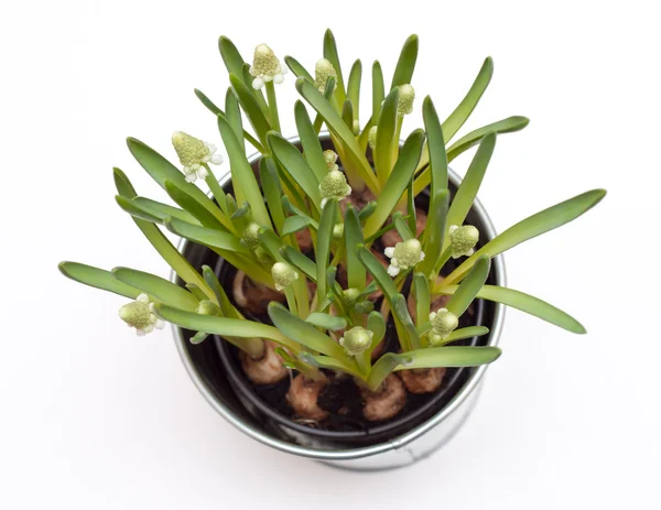 Fleurs de Muscari dans un pot isolé sur blanc — Photo