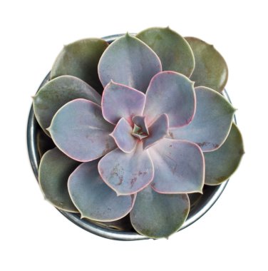 beyaz izole echeveria bitki