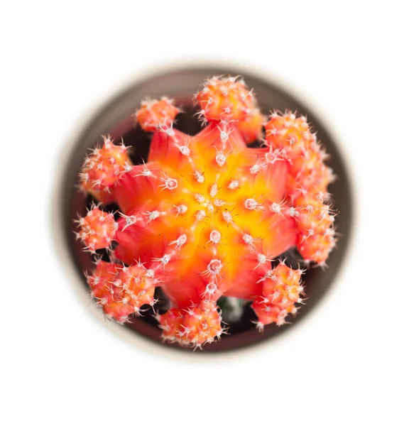 Closeup oranžový kaktus — Stock fotografie