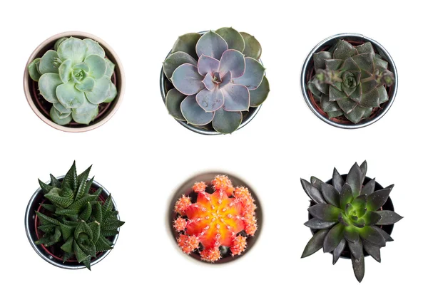 Növények és kaktuszok gyűjteménye Stock Kép