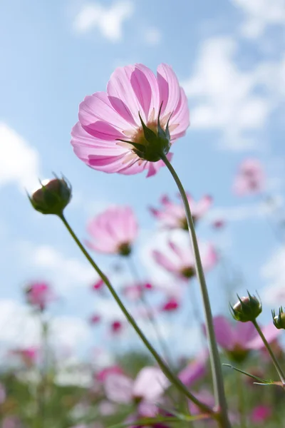 Vahşi Çiçek — Stok fotoğraf