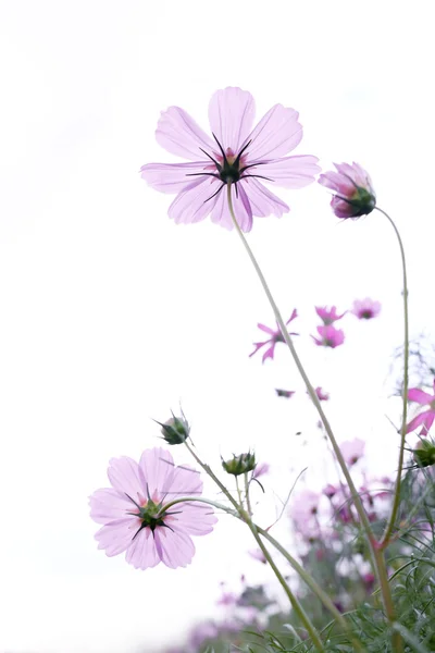 Άγρια λουλούδια — Φωτογραφία Αρχείου