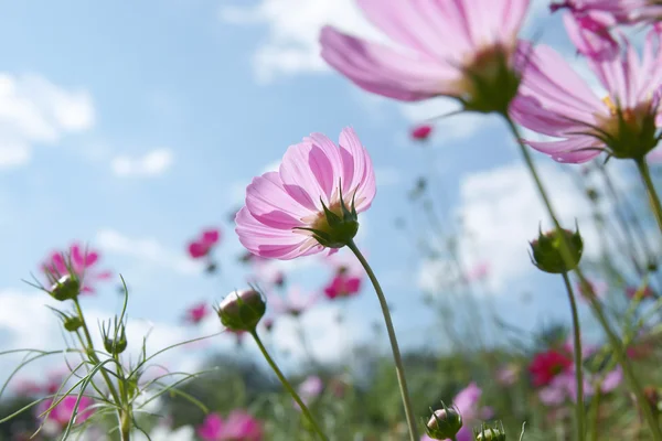 Vahşi Çiçek — Stok fotoğraf