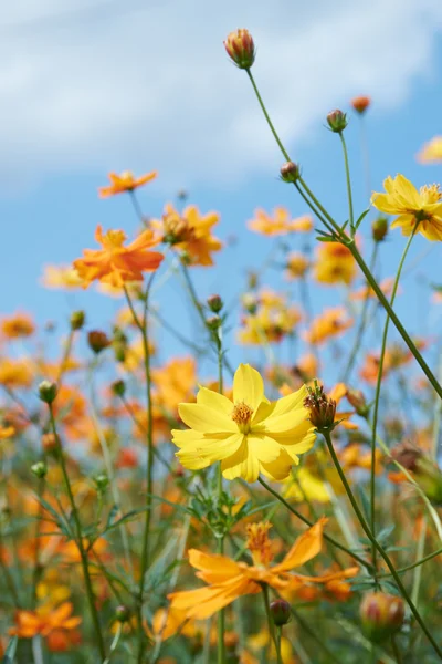 Flor selvagem — Fotografia de Stock