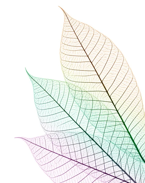 stock image Color leaf