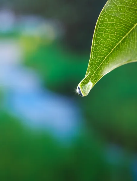 Leaf with dewdrop — Stock Photo, Image