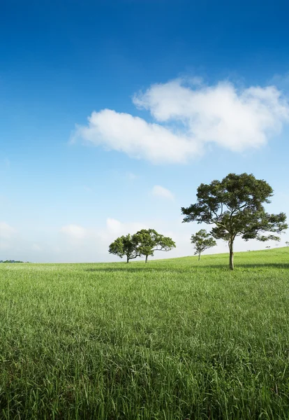 stock image Sunny day