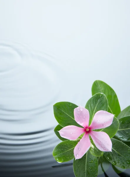 Flower plant and water ripple — Stock Photo, Image