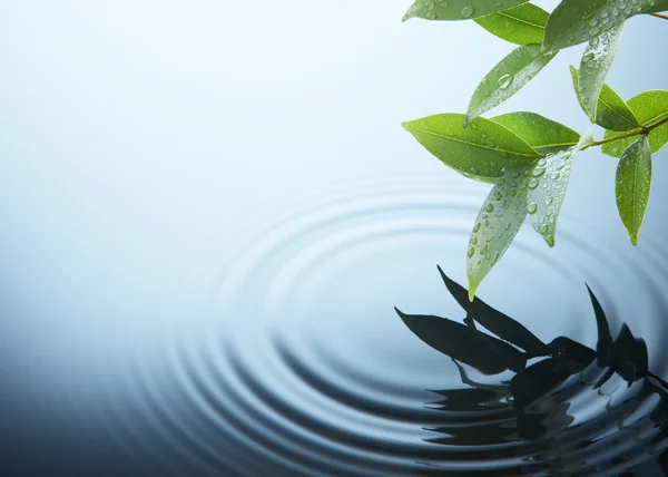 Plant and water — Stock Photo, Image