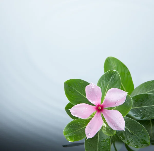 Ondulazione di fiori e acqua — Foto Stock