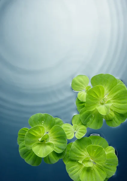 Plants on water — Stock Photo, Image