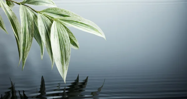 Вода и листья — стоковое фото