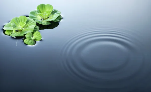 Plants on water with ripples — Stock Photo, Image