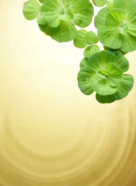 stock image Green plants floating on water