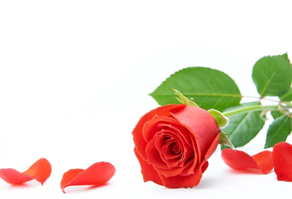 Τριαντάφυλλο και πέταλα — Φωτογραφία Αρχείου