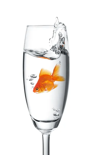 Золота рибка стрибнув у склянці — стокове фото
