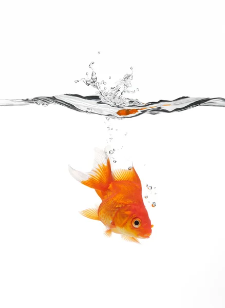 Goldfish jumped into water — Stock Photo, Image