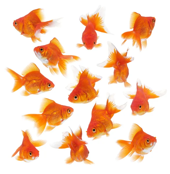 Skupina zlaté rybky — Stock fotografie