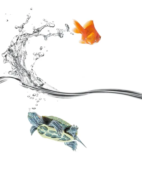 Turtle in, goldfish out — Stock Photo, Image