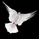 White dove in flight Stock Photo by ©ifong 9025405