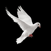 A free flying white dove isolated on a black — Stock Photo © Irochka ...