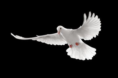 White pigeon clipart