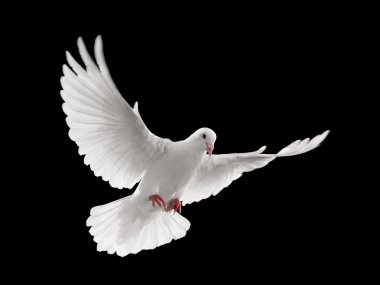 Dove flying clipart