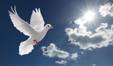 Dove in the sky clipart