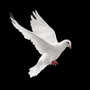 Flying pigeon clipart