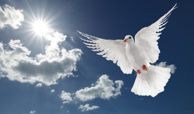 White dove clipart