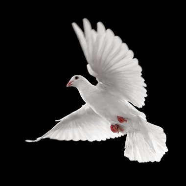 White dove in flight clipart