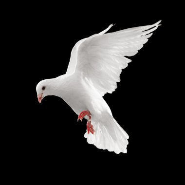 Dove in flight clipart