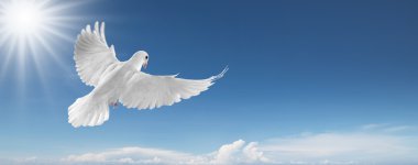 White dove in the sky clipart
