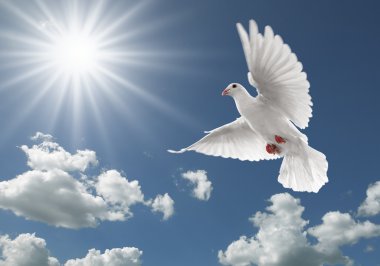 Pigeon in the sky clipart