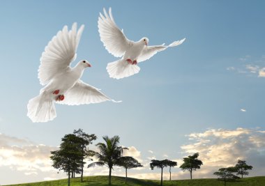 Two doves flying clipart