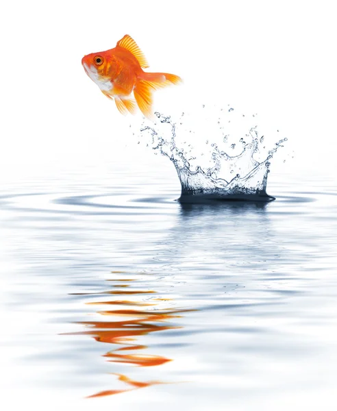 Salto de peixinhos dourados — Fotografia de Stock
