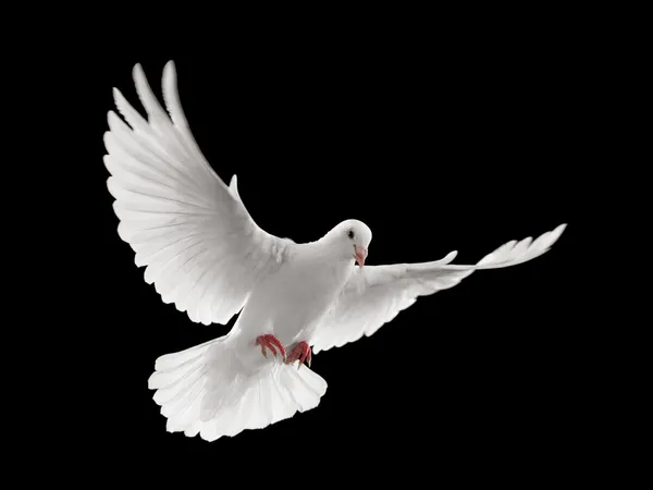 Dove flying — Stock Photo, Image