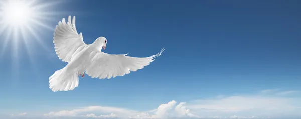 Weiße Taube am Himmel — Stockfoto