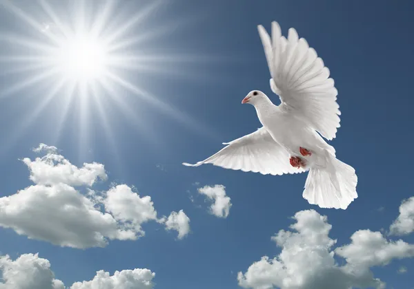 Pigeon in the sky — Stock Photo, Image