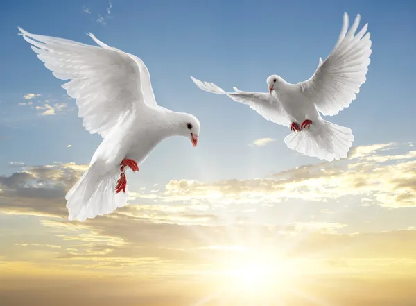 Two dove — Stock Photo, Image
